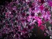 fialovo-růžový kvězdičky